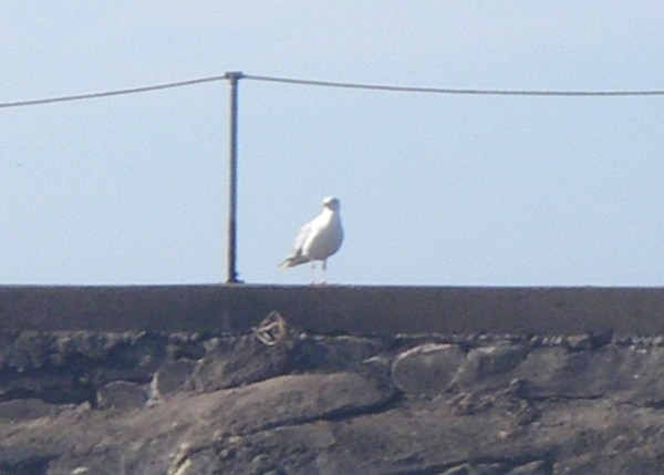 imgp0323.jpg